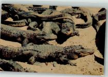 Florida USA Krokodil Foto AK