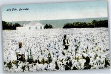 Hamilton - Lily Field