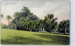 Singapur Lithographie Sabal Palmetts