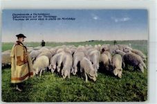 Raab Györ 1926 - Tracht Hirte Schweineherde