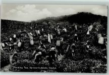Plucking Tea Ceylon Teeverarbeitung Beruf AK Motiv Sri Lanka / Ceylon 1932