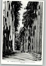 Makassar 1951 Foto AK Auto Peredeniya Gardens Colo