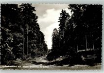 31848 W3252 Bad Münder am Deister Foto AK Waldweg im Süntel