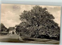 03149 O7570 Forst Lausitz 1962 Foto AK Amisstrasse Alte Eiche