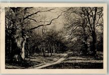15230 O1200 Frankfurt , Oder 1915 - Eichenwald