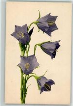 Glockenblumen Martin Rommel u. Co. 558 Rommel