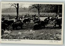 01468 O8105 Moritzburg b Dresden Foto AK Wildfütterungsplatz Jagd- Schloss
