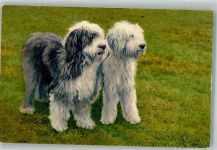 Bobtail Old English Sheepdog St.Z.F. No. 63 Großer Hund