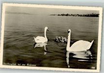 Schwan Foto AK