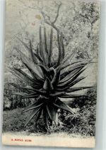 Durban 1910 Foto AK Blumen Aloe