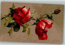 Rosen No. 892 Edgar Schmidt, Dresden 1904