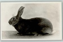 Kaninchen Rasse AK Hase 1953