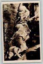 Koalas Australisches Tier 1939 Privatfoto AK