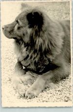 Leonberger Großer Hund Privatfoto AK