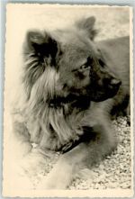Leonberger Großer Hund Privatfoto AK