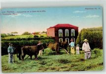 Las Palmas de Gran Canaria - Landwirtschaft Volkstypen Vieh