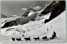 Polarhunde Jungfraujoch Hundeschlitten Foto AK