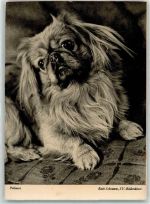 Foto AK Pekinese Gebrauchsspuren