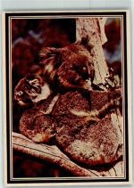 Koala mit Jungem Australisches Tier Foto AK