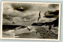 Amrum - Strand Möwen Naturschutzgebiet