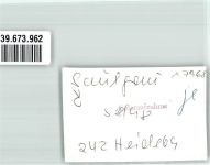 88348 W7968 Saulgau FOTO KEINE AK Ort handschriftlich Foto Original aus Archiv eines Ansichtskartenverlags