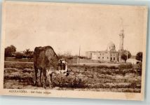 Alexandria Gebrauchsspuren Sidi Gaber Moschee Kuh