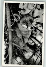Rotfuchs Winter Luftpost Fuchs 1959 Foto AK