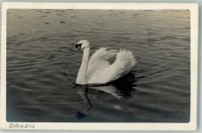 Fotografie Karl Kupka Schwan Foto AK