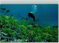 Porkfish am Korallenriff Taucher 1972