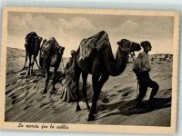 Wüste Arabische Typen Kamel