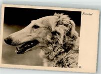 Verlag Garloff 1450 Rassekopf Windhund Foto AK