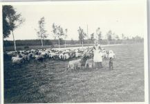 29303 W3103 Bergen , Kr Celle - Schafherde , Fotoabzug