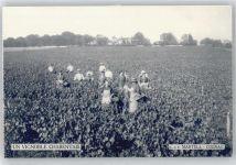 16100 Cognac - Un Vignoble Charentais, J. & F. Martell