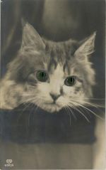 Katze Applikation Foto AK