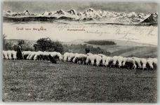 79777 W7899 Ühlingen - Berghaus Schafherde Alpenpanorama