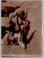 Privatfoto KEINE AK 8 x 11 cm 1927 Kopf Hörner