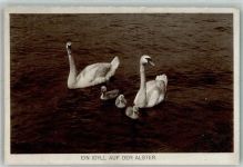 Schwan Foto AK