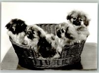 W7440 Nürtingen Pekinensenzucht in der Braike Pekinese Foto AK