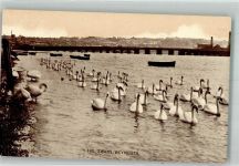 Weymouth Eine große Anzahl Schwäne Schwan