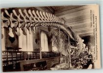 Monaco Walgerippe im Musee Oceanographique Wal