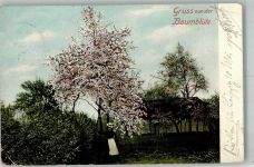 04571 O7209 Rötha 1903 Gebrauchsspuren Baumblüte