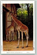 Giraffe sign. M.A. Koekkoek AK Exotisches Tier Künstlerkarte