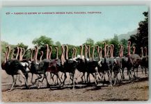 Pasadena - Cawston Ostrich Farm , Strauß , Landwirtschaft AK