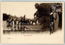 Elefanten Volkstypen / Brauchtum Sri Lanka / Ceylon