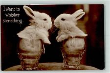 I want to whisker something Hase