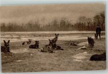 Hunde bei der Rast Wohlfahrtskarte Spenden Feldpost Landst.Infanterie Batallion 10 2 Kompanie Sanitätshund