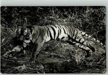 Tiger Foto AK