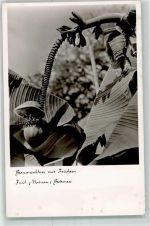 W7750 Insel Mainau Bananenblüte mit Früchten Banane Foto AK