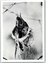 W2000 Hamburg Vogel im Netz gefangen Komitee gegn den Vogelmord Spenden Tierschutz Foto AK