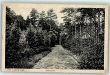 33175 W4792 Bad Lippspringe 1916 - Fichtenwald